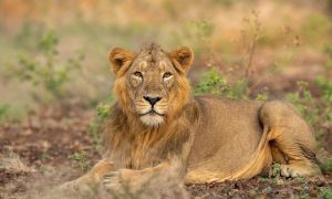 4 days / 3 nights safari in Selous
