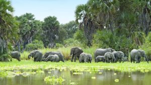 2 Days / 1 Night Selous Safari Trip