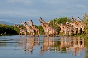 1 Day Selous Safari Trip
